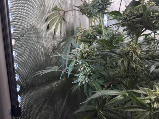 Jack Herer - A Flagship Hybrid. Week 16 - new light bars supporting lower / popcorn buds 