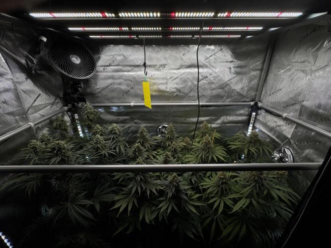Jack Herer - A Flagship Hybrid. Week 16