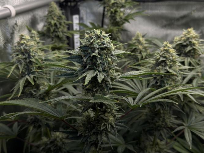 Jack Herer - A Flagship Hybrid. Week 16 - A