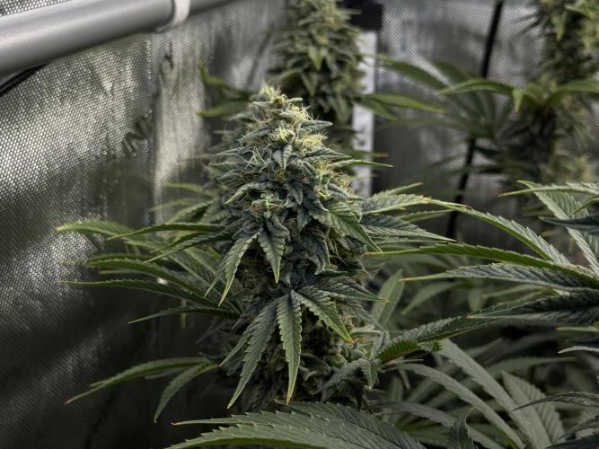Jack Herer - A Flagship Hybrid. Week 16 - A