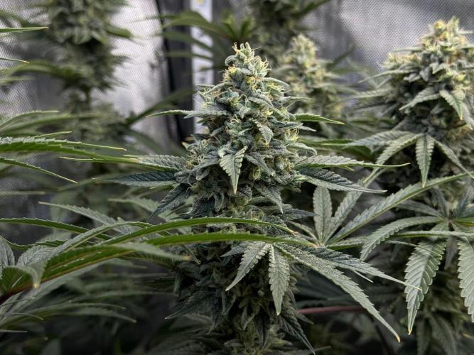 Jack Herer - A Flagship Hybrid. Week 16 - A
