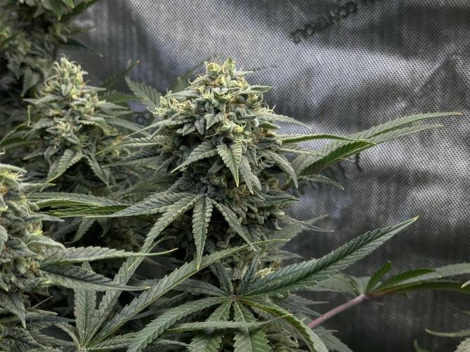 Jack Herer - A Flagship Hybrid. Week 16 - A