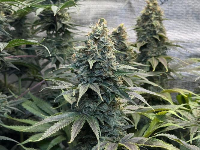 Jack Herer - A Flagship Hybrid. Week 16 - B