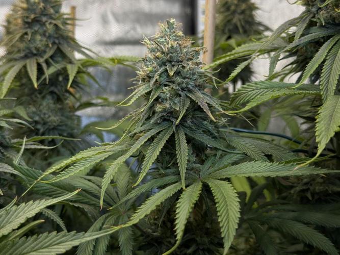 Jack Herer - A Flagship Hybrid. Week 16 - C