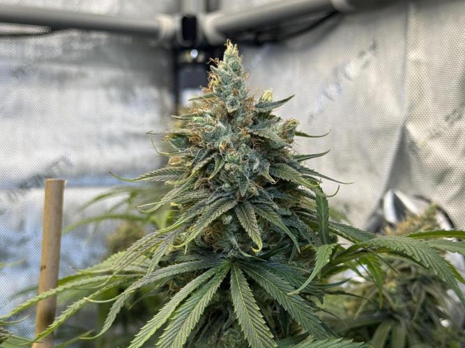 Jack Herer - A Flagship Hybrid. Week 16 - C