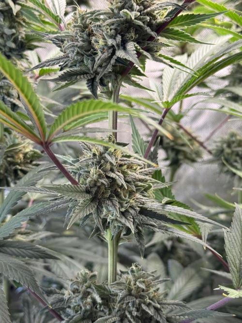 Jack Herer - A Flagship Hybrid. Week 16 - A