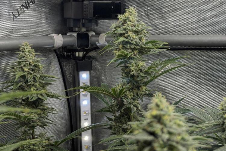 Jack Herer - A Flagship Hybrid. Week 16 - A