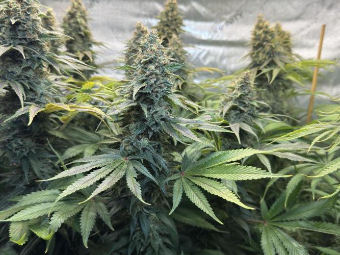 Jack Herer - A Flagship Hybrid. Week 16 - B