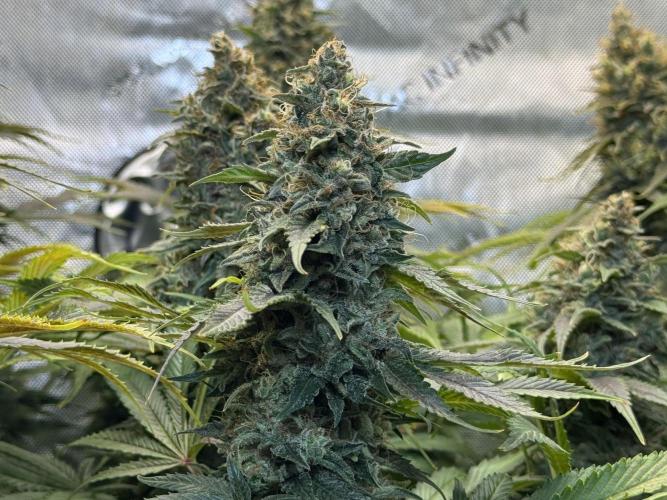 Jack Herer Fem. Week 16
