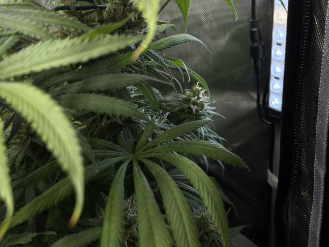 Jack Herer - A Flagship Hybrid. Week 16 - new light bars supporting lower / popcorn buds 