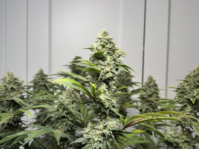 Jack Herer - A Flagship Hybrid. Week 17 - a