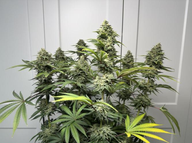 Jack Herer - A Flagship Hybrid. Week 17 - a