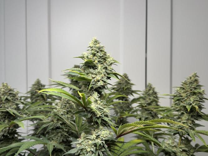 Jack Herer - A Flagship Hybrid. Week 17 - a