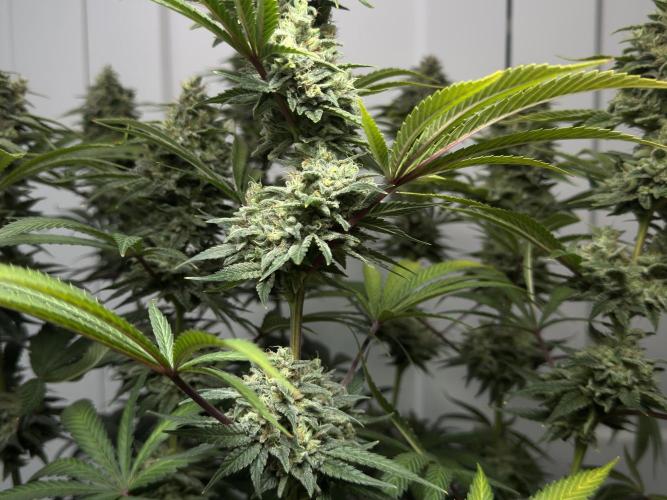 Jack Herer - A Flagship Hybrid. Week 17 - a
