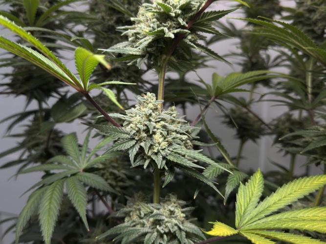 Jack Herer - A Flagship Hybrid. Week 17 - a