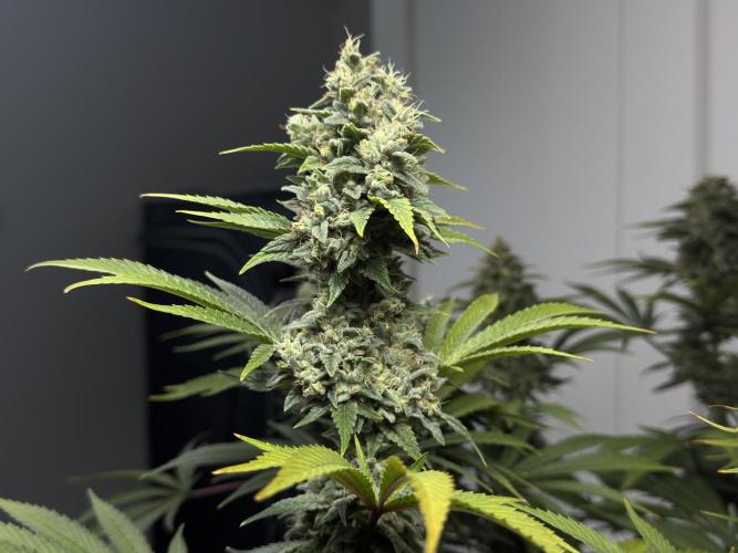 Jack Herer - A Flagship Hybrid. Week 17 - a