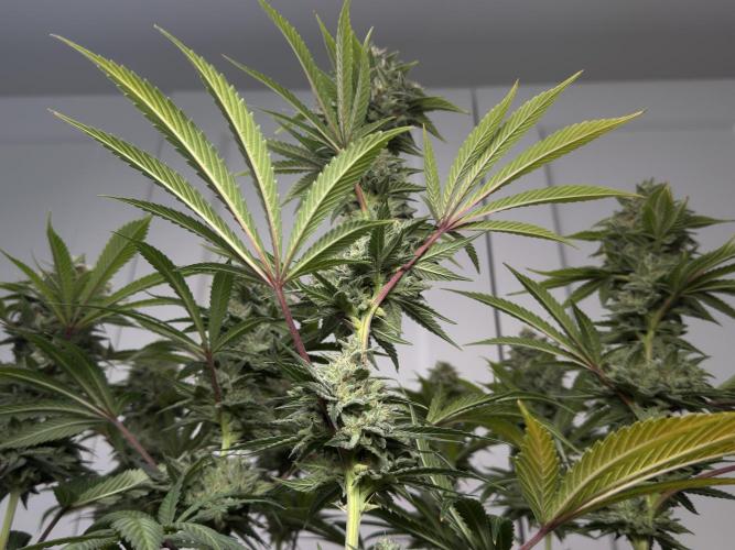 Jack Herer - A Flagship Hybrid. Week 17 - a