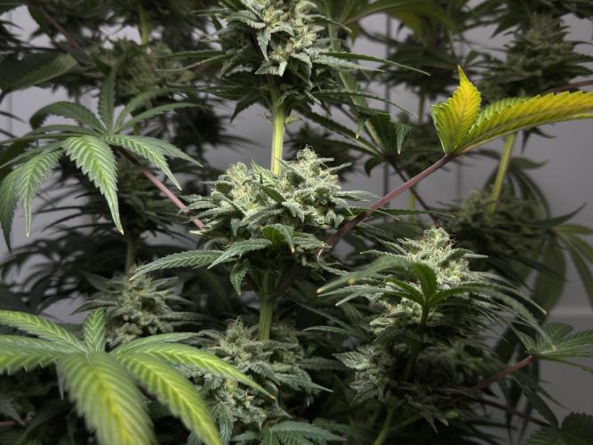 Jack Herer - A Flagship Hybrid. Week 17 - a