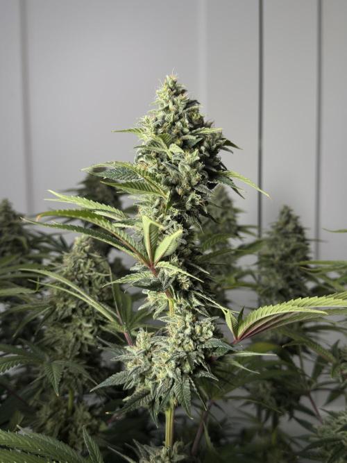 Jack Herer - A Flagship Hybrid. Week 17 - Plant A