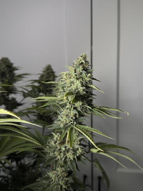 Jack Herer - A Flagship Hybrid. Week 17 - a