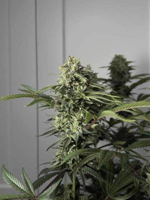 Jack Herer - A Flagship Hybrid. Week 17 - a
