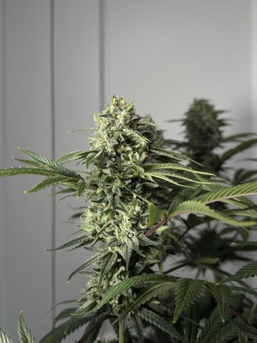 Jack Herer - A Flagship Hybrid. Week 17 - a