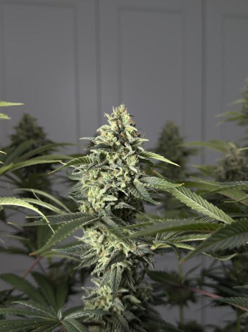 Jack Herer - A Flagship Hybrid. Week 17 - a