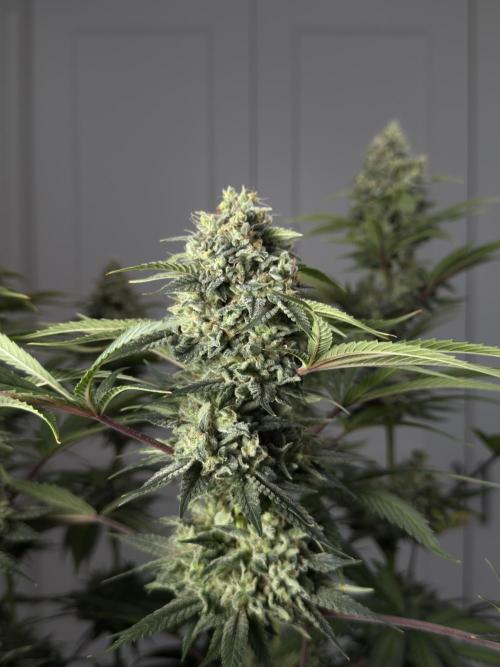 Jack Herer - A Flagship Hybrid. Week 17 - a