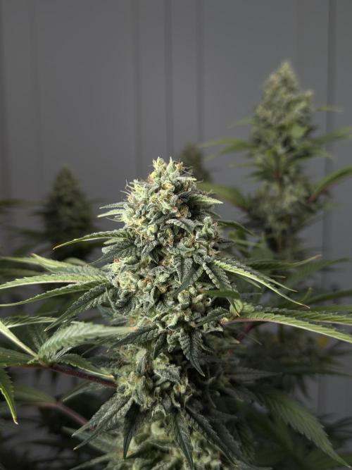 Jack Herer - A Flagship Hybrid. Week 17 - a