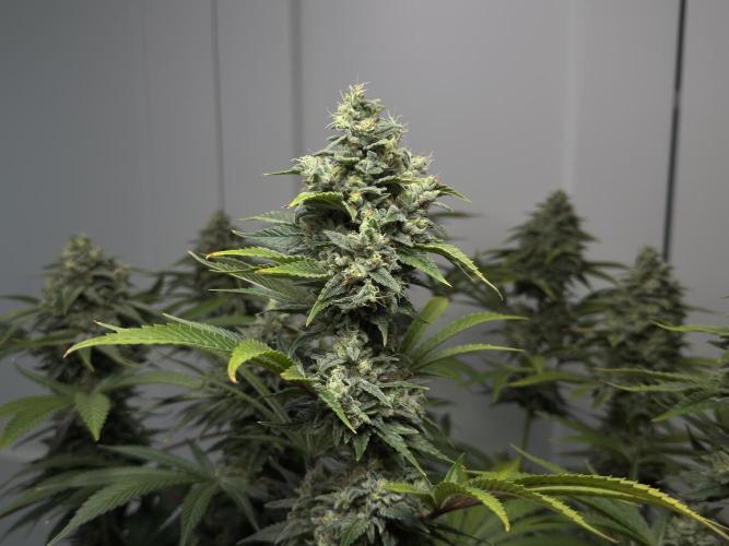 Jack Herer - A Flagship Hybrid. Week 17 - a