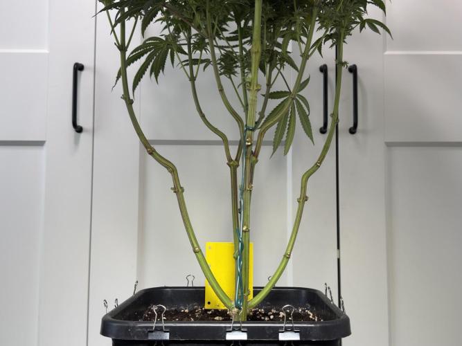 Jack Herer - A Flagship Hybrid. Week 17 - a
