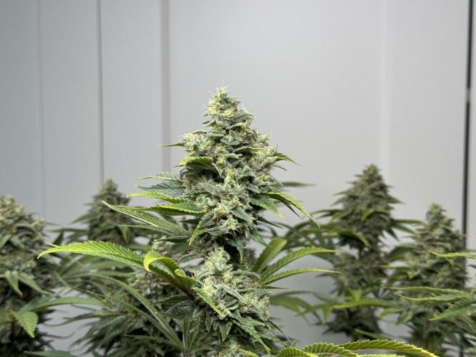 Jack Herer - A Flagship Hybrid. Week 17 - a