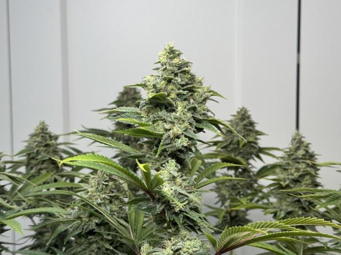 Jack Herer - A Flagship Hybrid. Week 17 - a