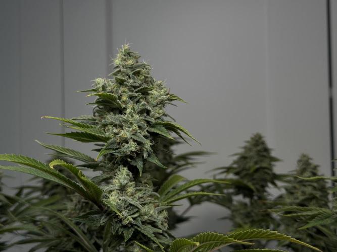 Jack Herer - A Flagship Hybrid. Week 17 - a