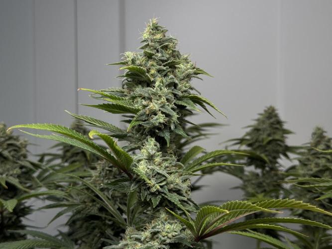 Jack Herer - A Flagship Hybrid. Week 17 - a