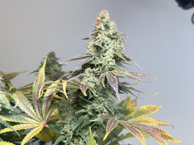 Jack Herer - A Flagship Hybrid. Week 17 - Plant B