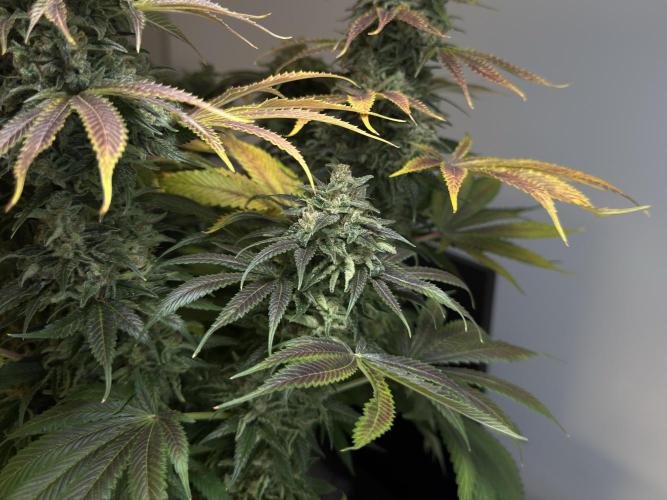 Jack Herer - A Flagship Hybrid. Week 17 - b