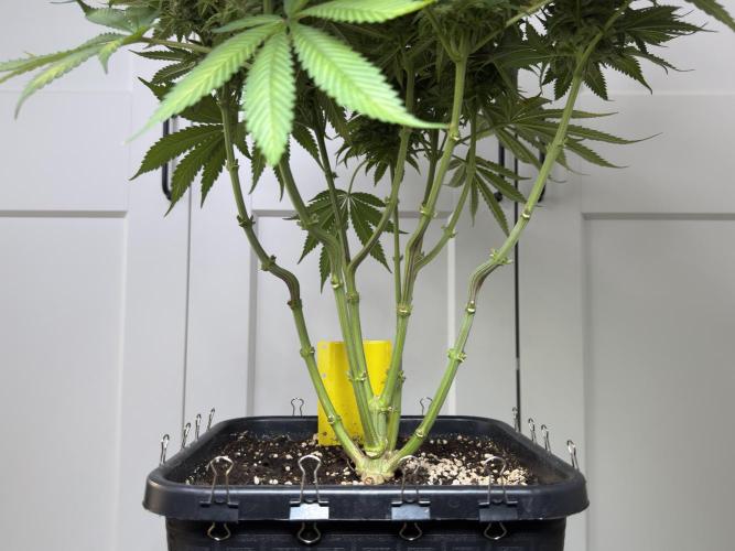 Jack Herer - A Flagship Hybrid. Week 17 - b