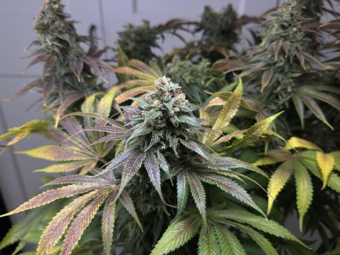 Jack Herer - A Flagship Hybrid. Week 17 - b