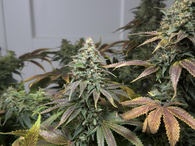 Jack Herer - A Flagship Hybrid. Week 17 - b
