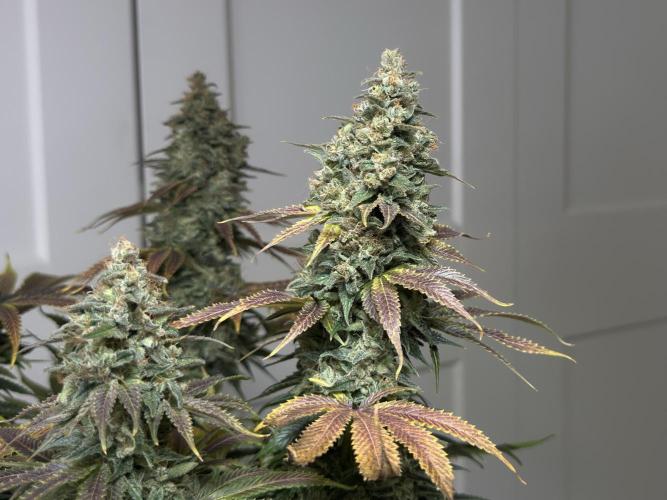 Jack Herer - A Flagship Hybrid. Week 17 - b