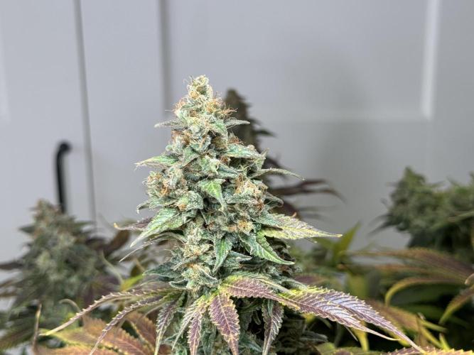 Jack Herer - A Flagship Hybrid. Week 17 - b