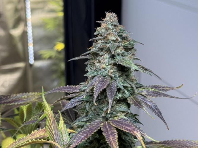Jack Herer - A Flagship Hybrid. Week 17 - b