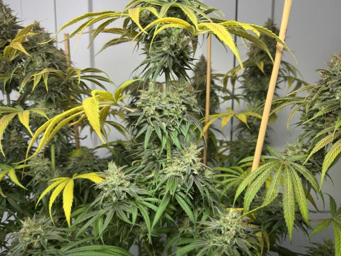 Jack Herer - A Flagship Hybrid. Week 17 - c
