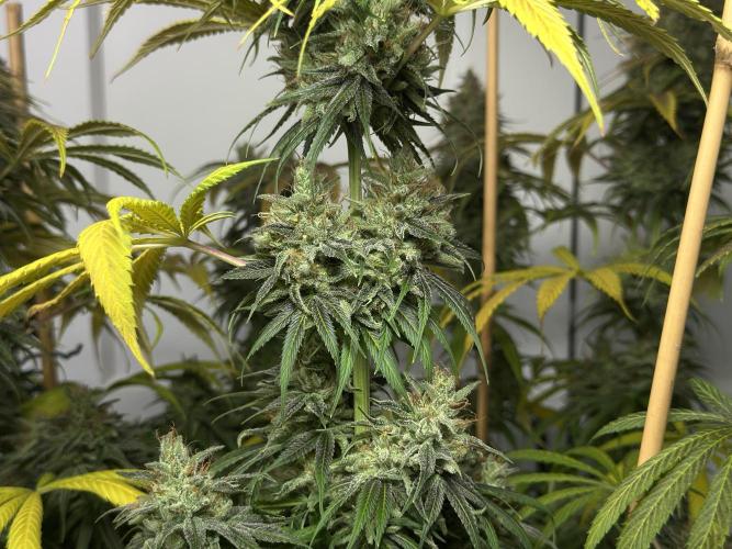 Jack Herer - A Flagship Hybrid. Week 17 - c