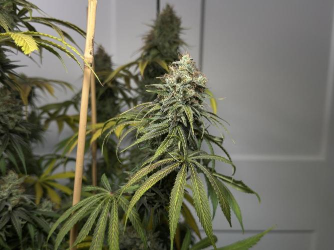 Jack Herer - A Flagship Hybrid. Week 17 - c