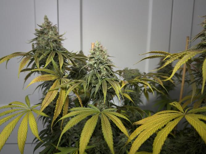Jack Herer - A Flagship Hybrid. Week 17 - c