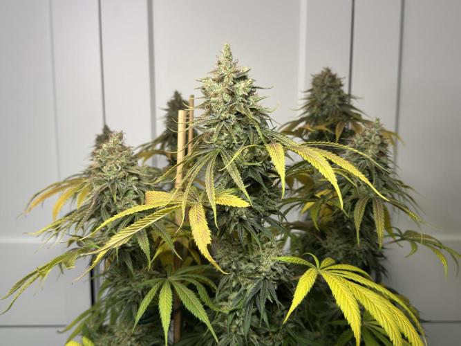 Jack Herer - A Flagship Hybrid. Week 17 - c