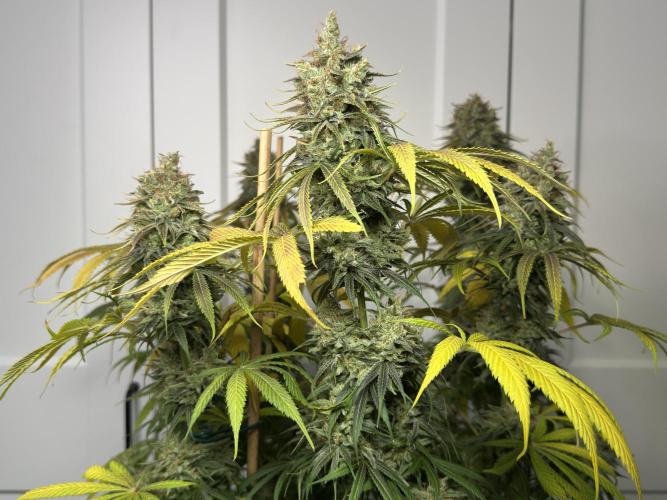 Jack Herer - A Flagship Hybrid. Week 17 - Plant C
