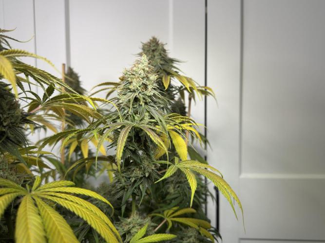 Jack Herer - A Flagship Hybrid. Week 17 - c